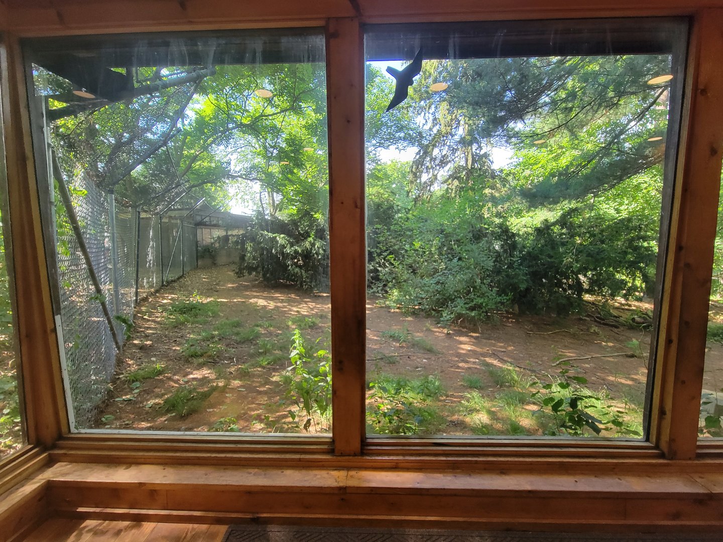 Beardsley 7/22 - Wolf Observation Learning Facility, Mexican wolf viewing