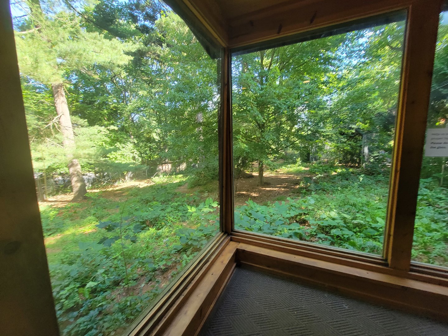Beardsley 7/22 - Wolf Observation Learning Facility, red wolf viewing