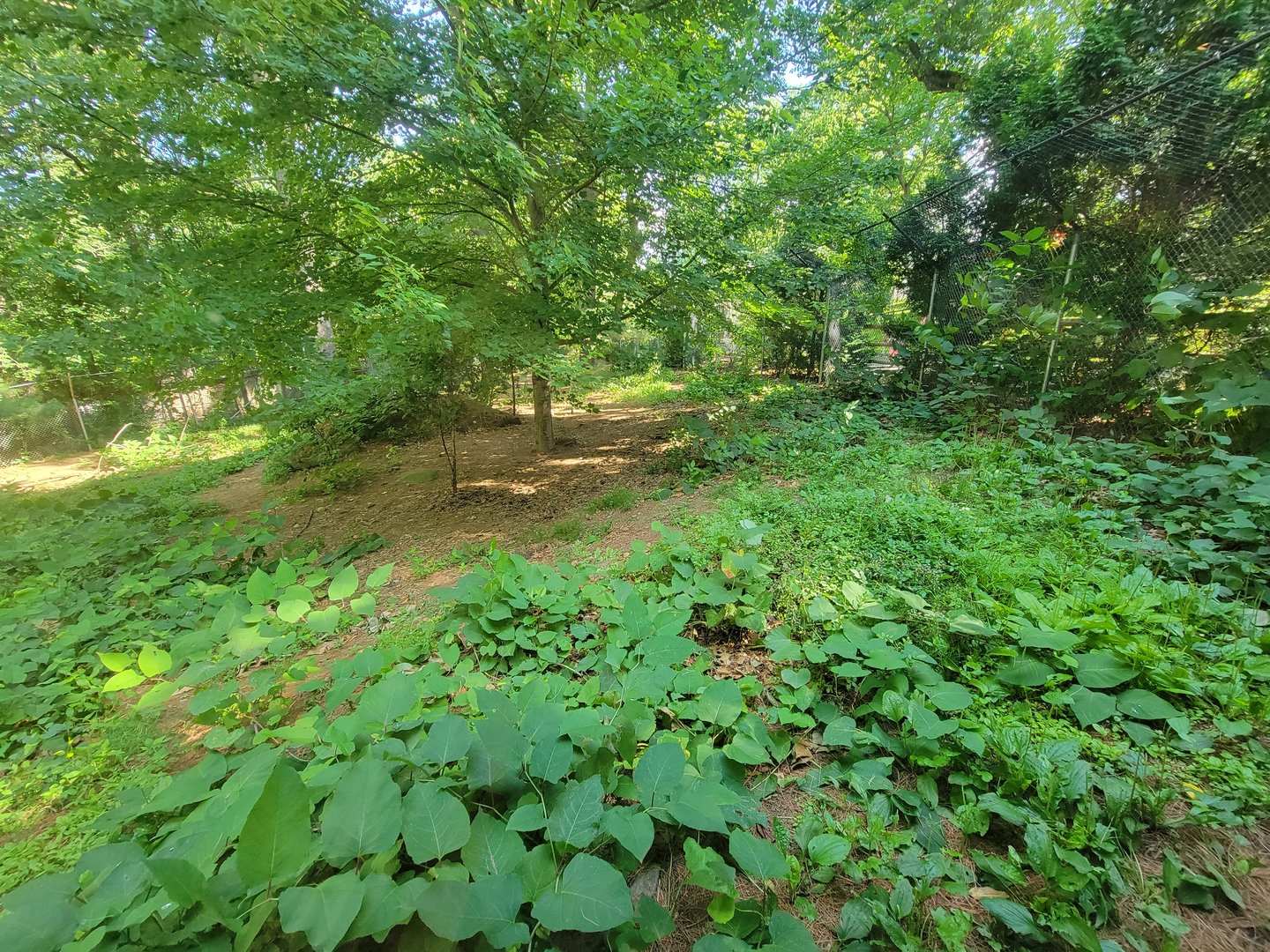 Beardsley 7/22 - Wolf Observation Learning Facility, red wolf viewing