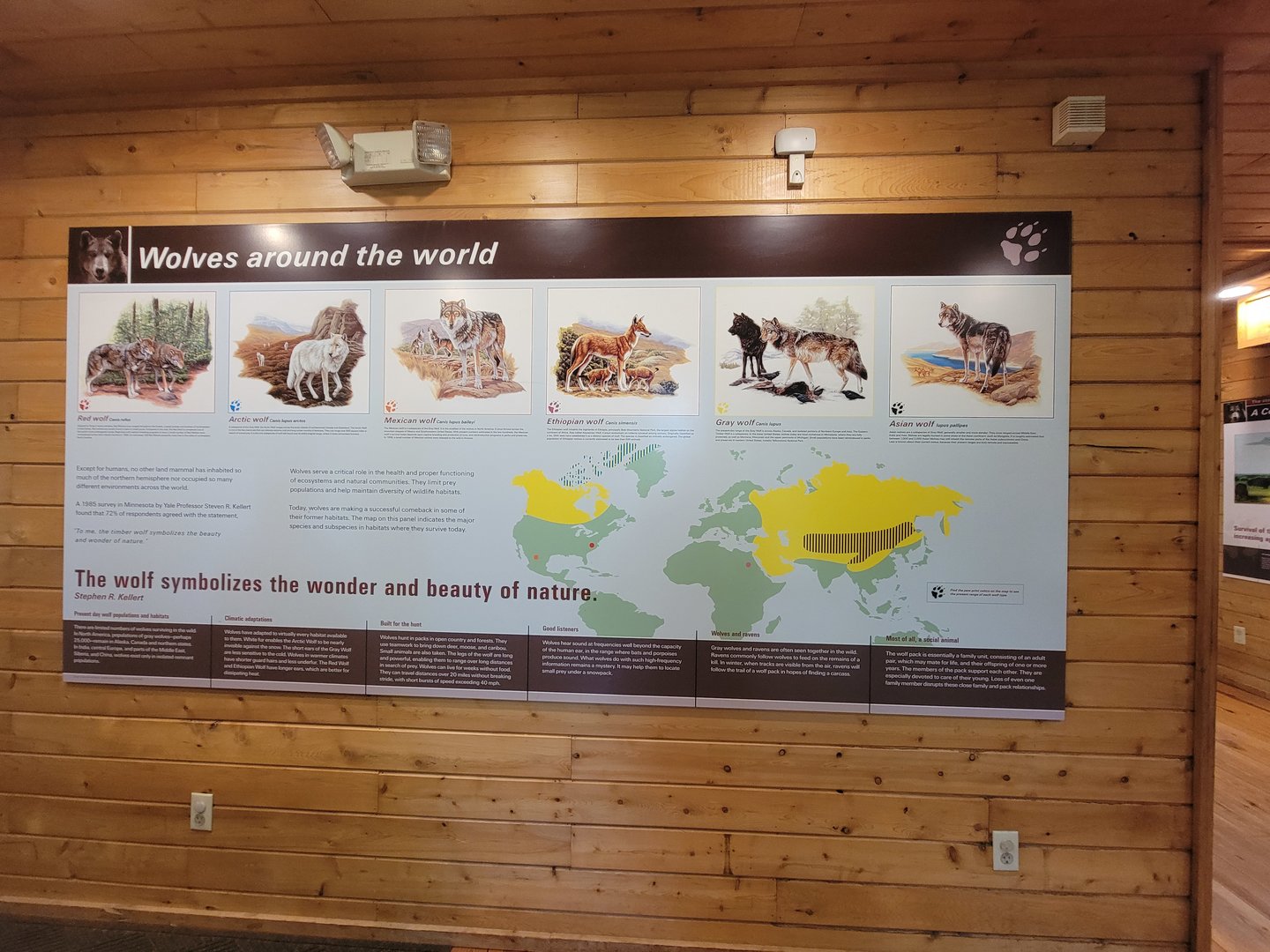 Beardsley 7/22 - Wolf Observation Learning Facility, species of wolf