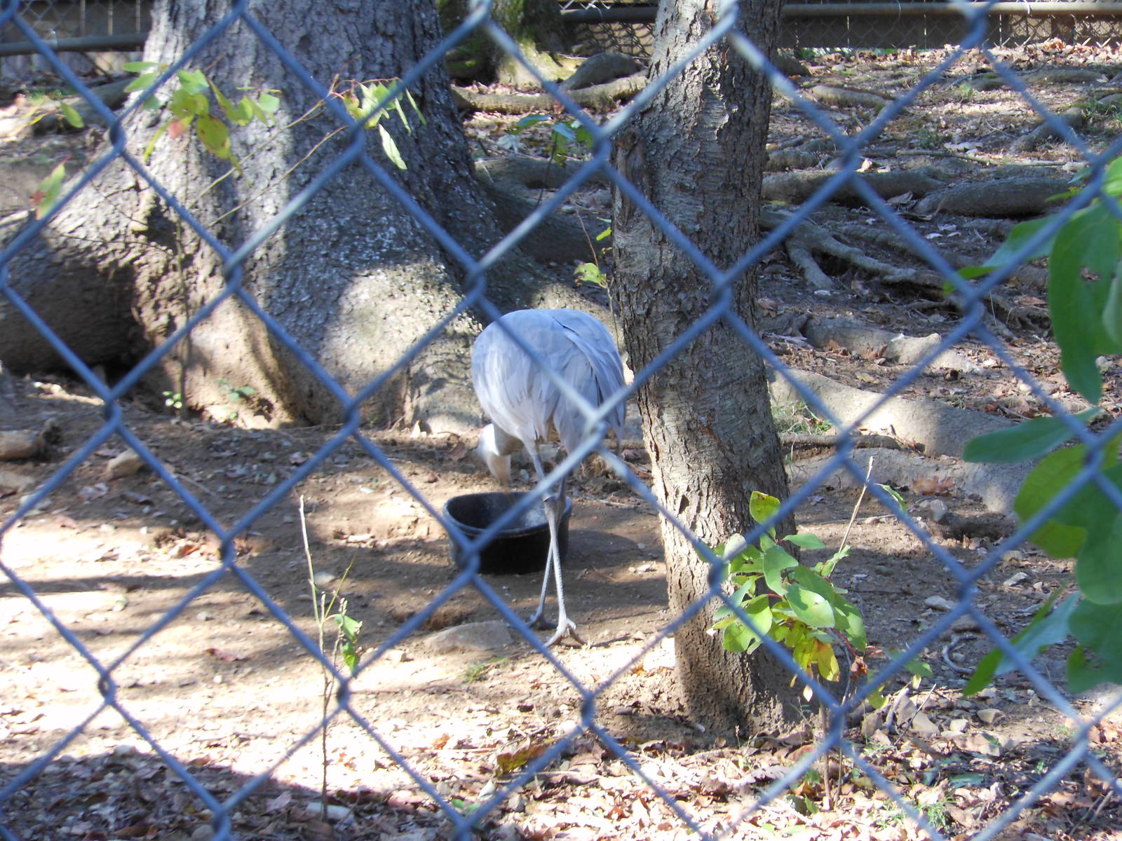 Beardsley Zoo- Alligator Alley- Backside of a Sandhill Crane