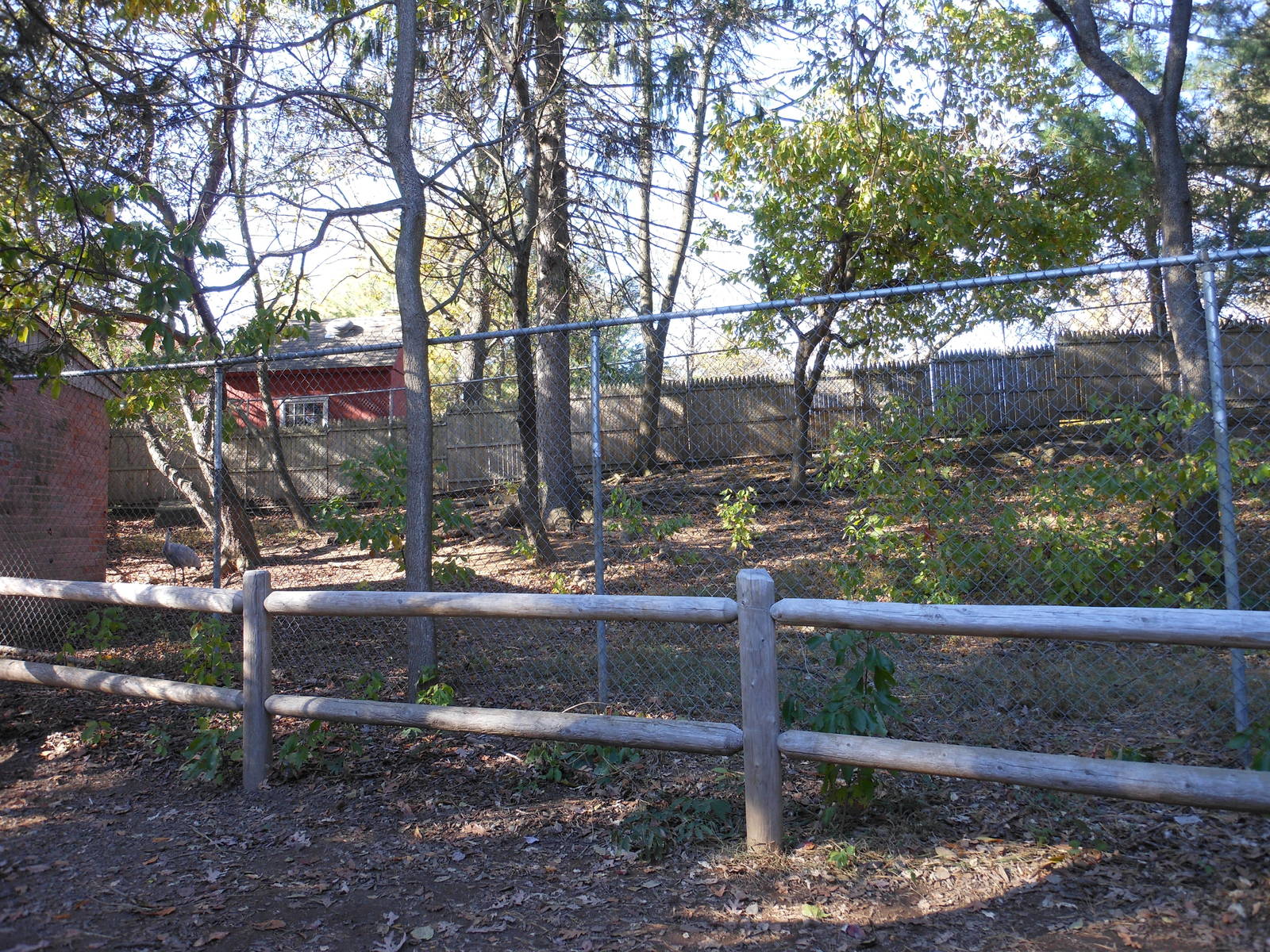 Beardsley Zoo- Alligator Alley- Part 1 of Sandhill Crane Exhibit