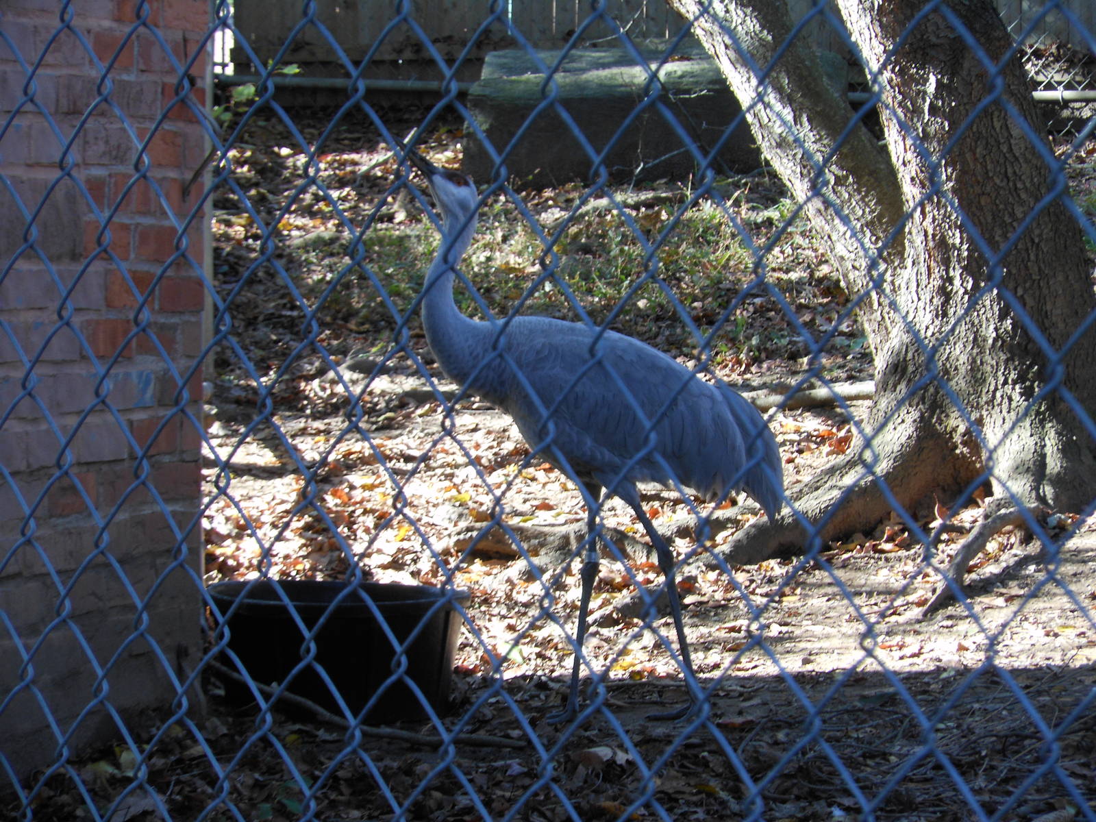 Beardsley Zoo- Alligator Alley- Sandhill Crane