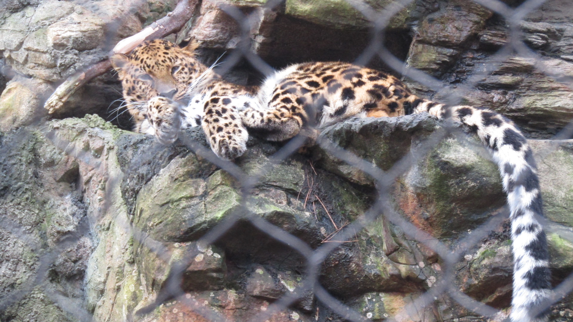 Beardsley Zoo Amur Leopard