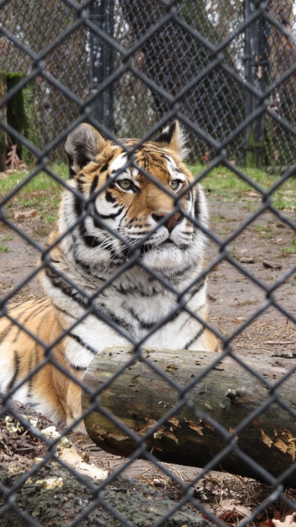 Beardsley Zoo Amur Tiger