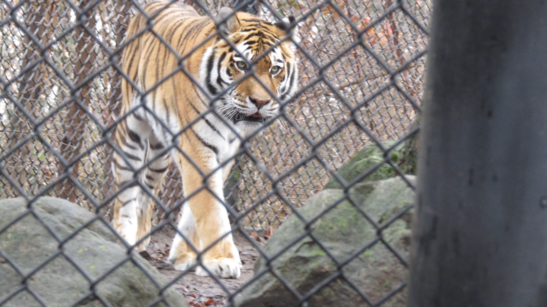 Beardsley Zoo Amur Tiger