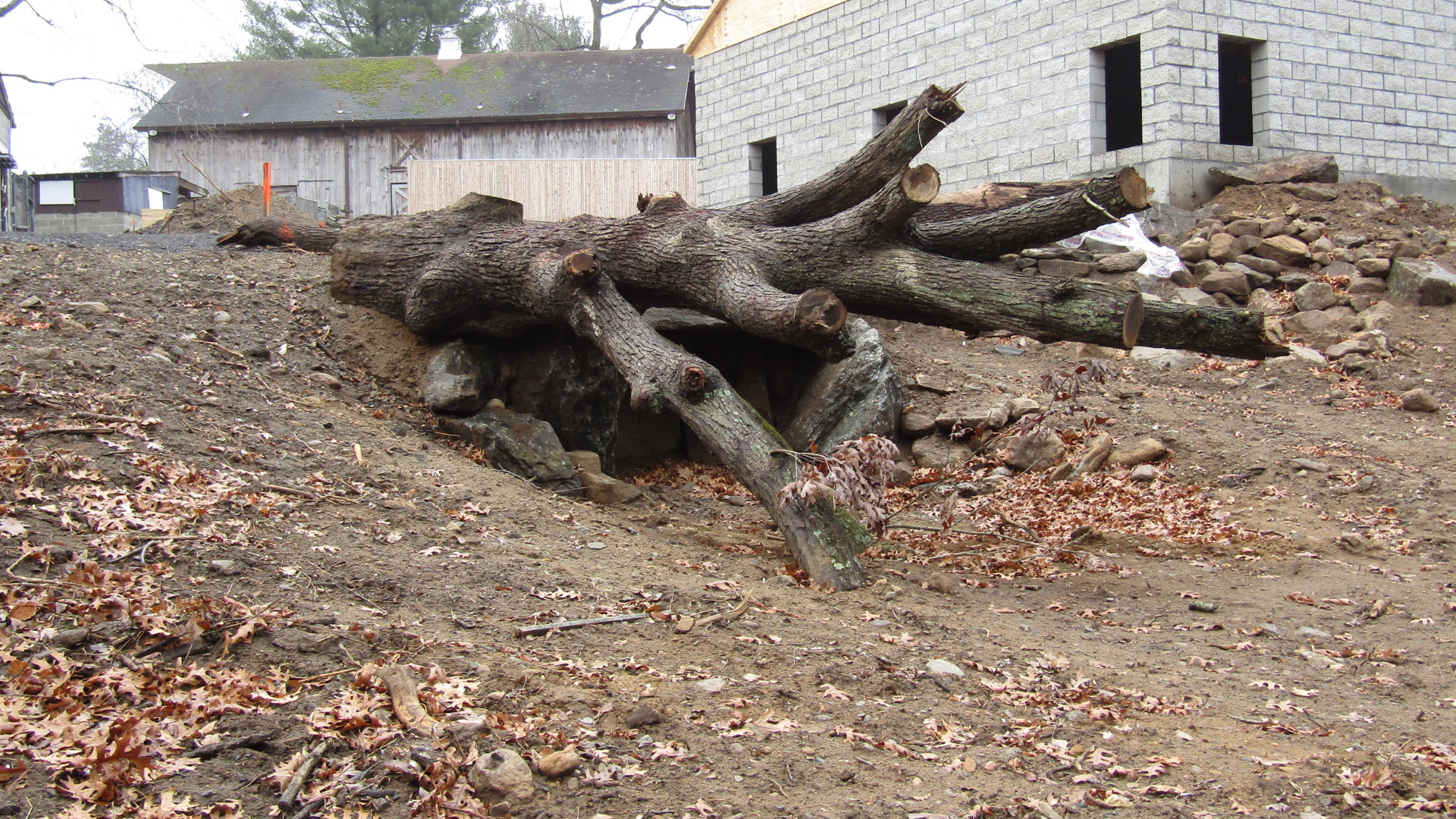 Beardsley Zoo Andean Bear Exhibit Construction