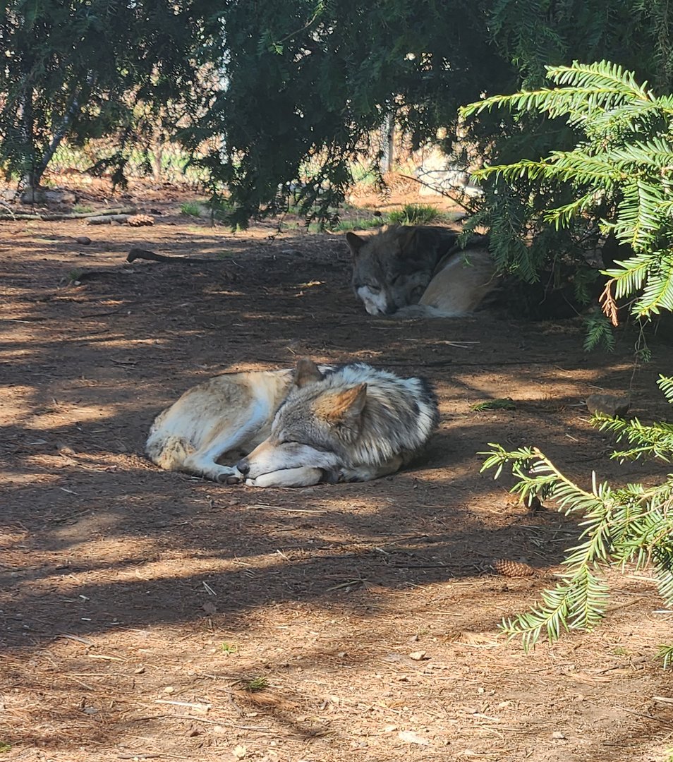 Beardsley Zoo - Mexican Gray Wolves