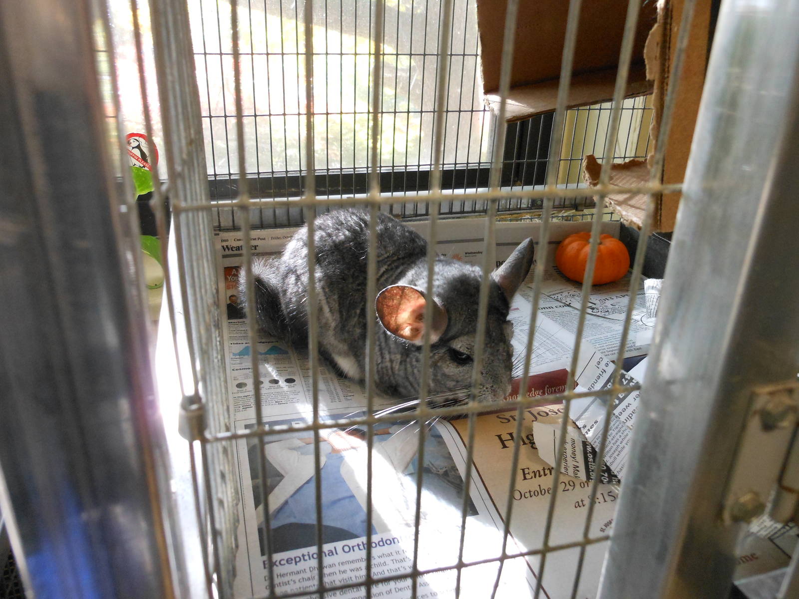 Beardsley Zoo- Rainforest Building- Chinchilla (Off-Exhibit)