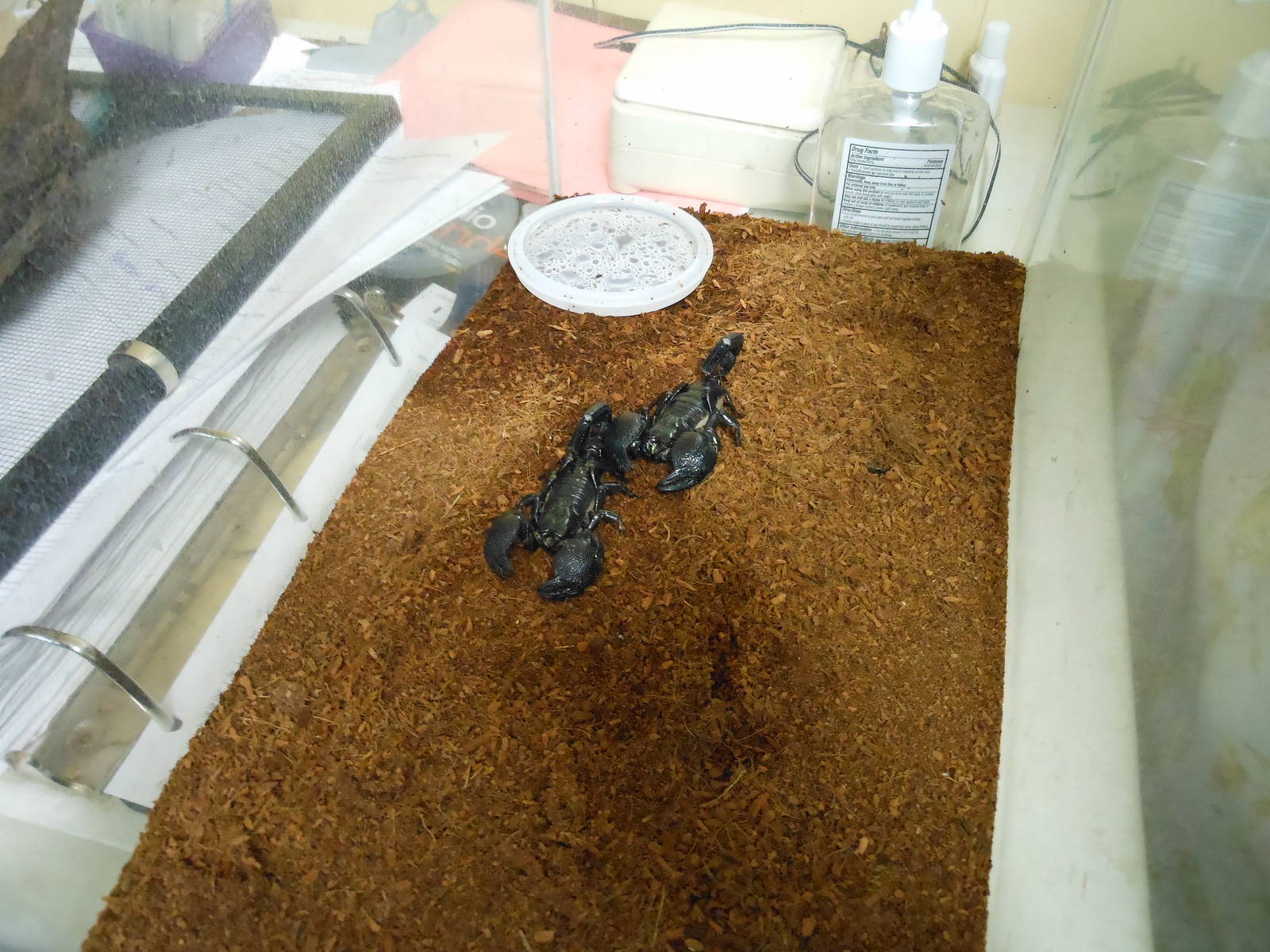 Beardsley Zoo- Rainforest Building- Emperor Scorpions (Off-Exhibit)