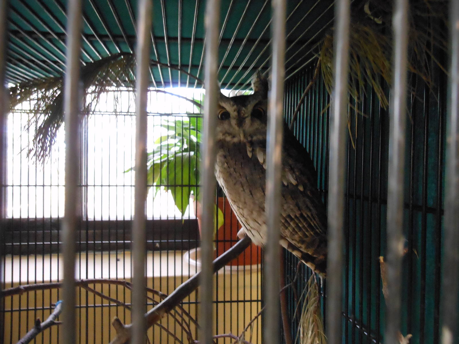 Beardsley Zoo- Rainforest Building- Screech Owl? (Off-Exhibit)