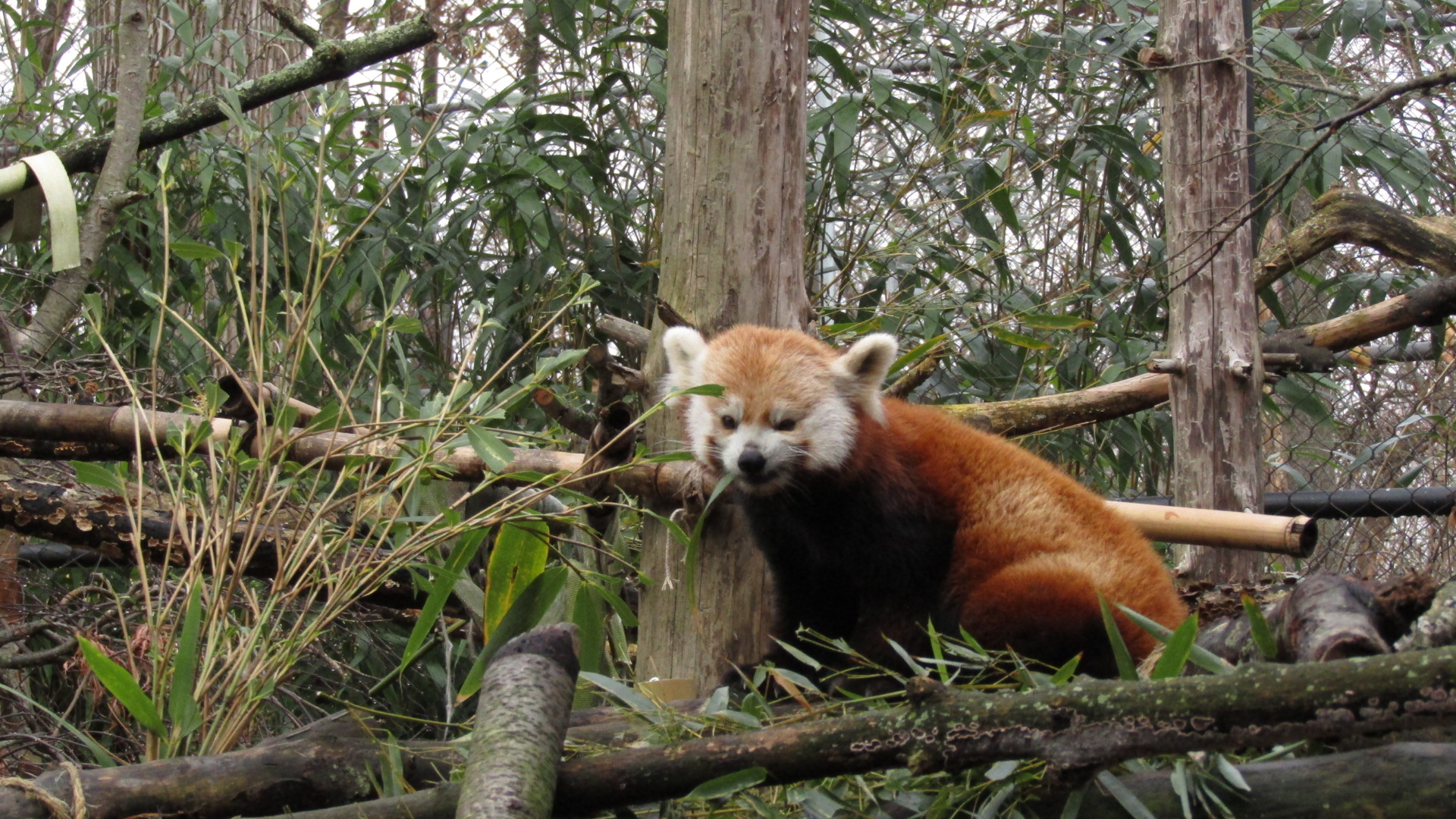 Beardsley Zoo Red Panda