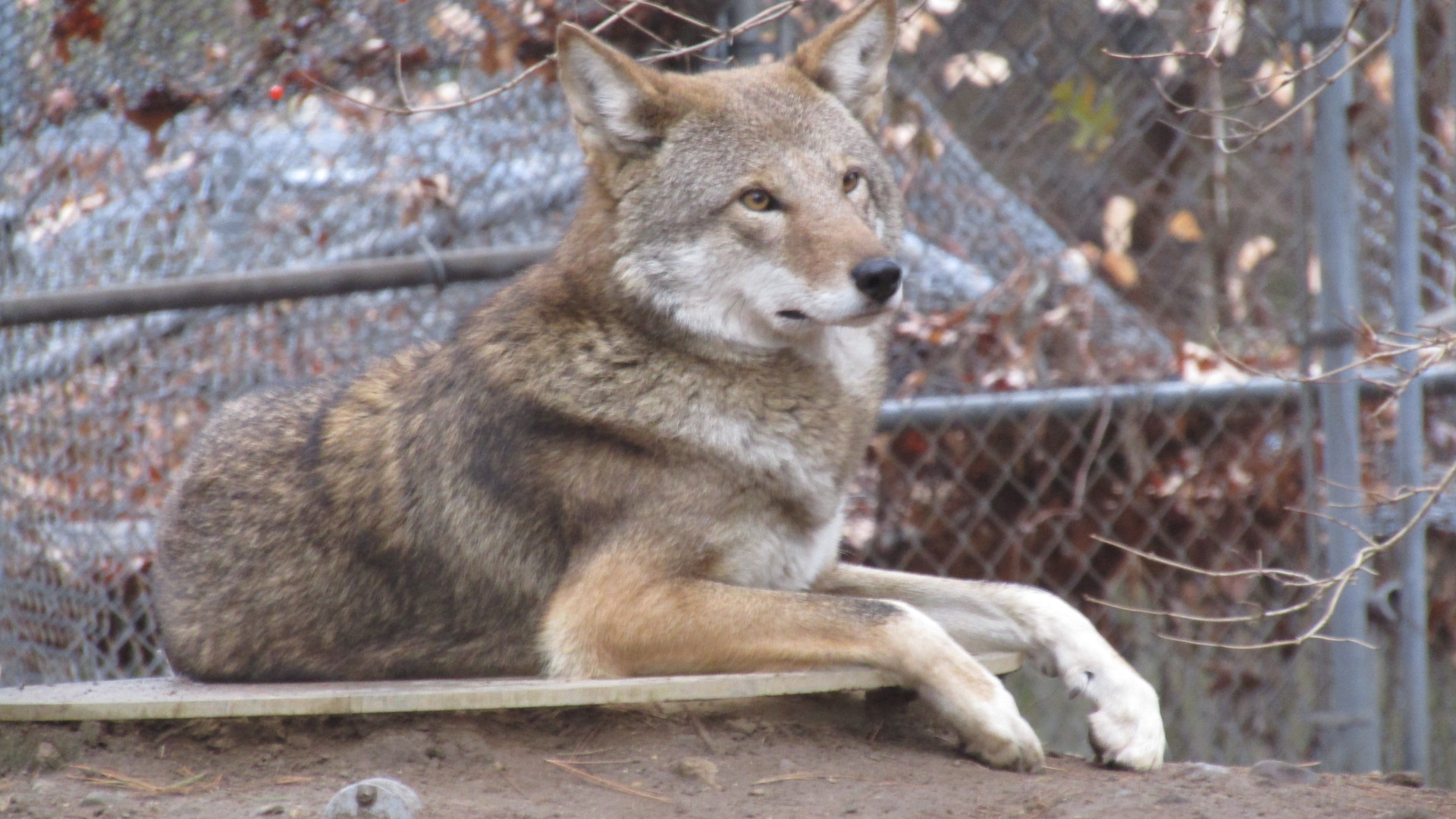 Beardsley Zoo Red Wolf