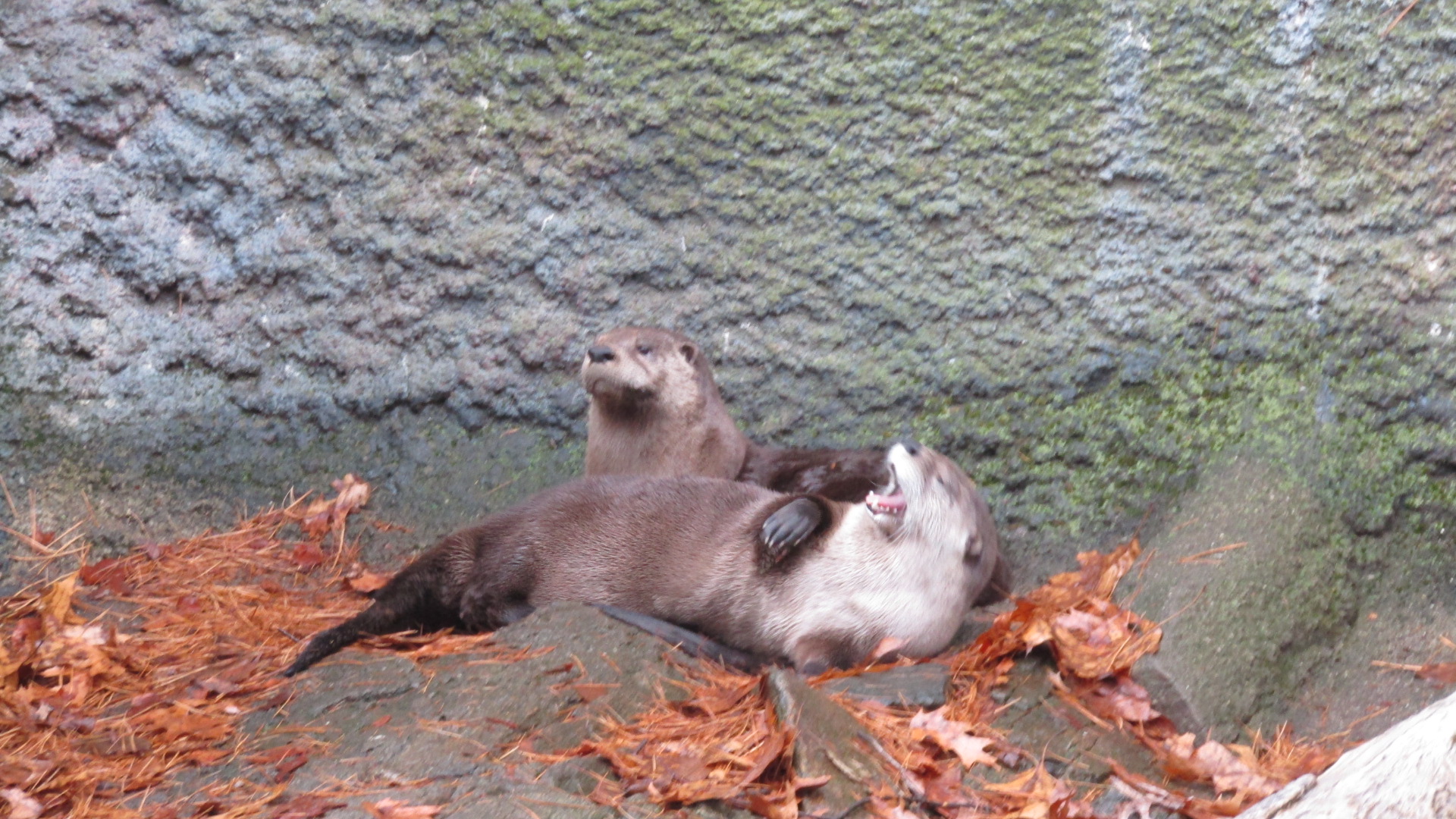Beardsley Zoo River Otters