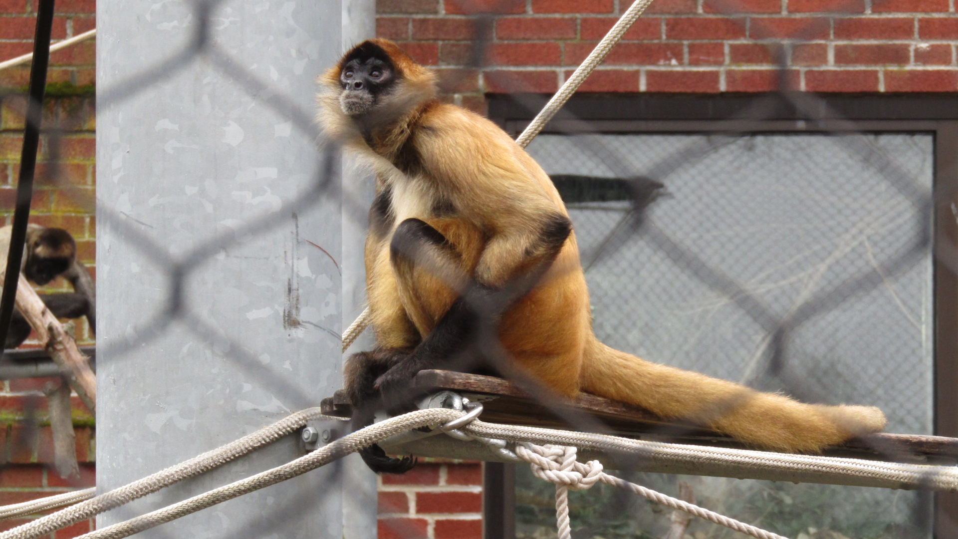 Beardsley Zoo Spider Monkey