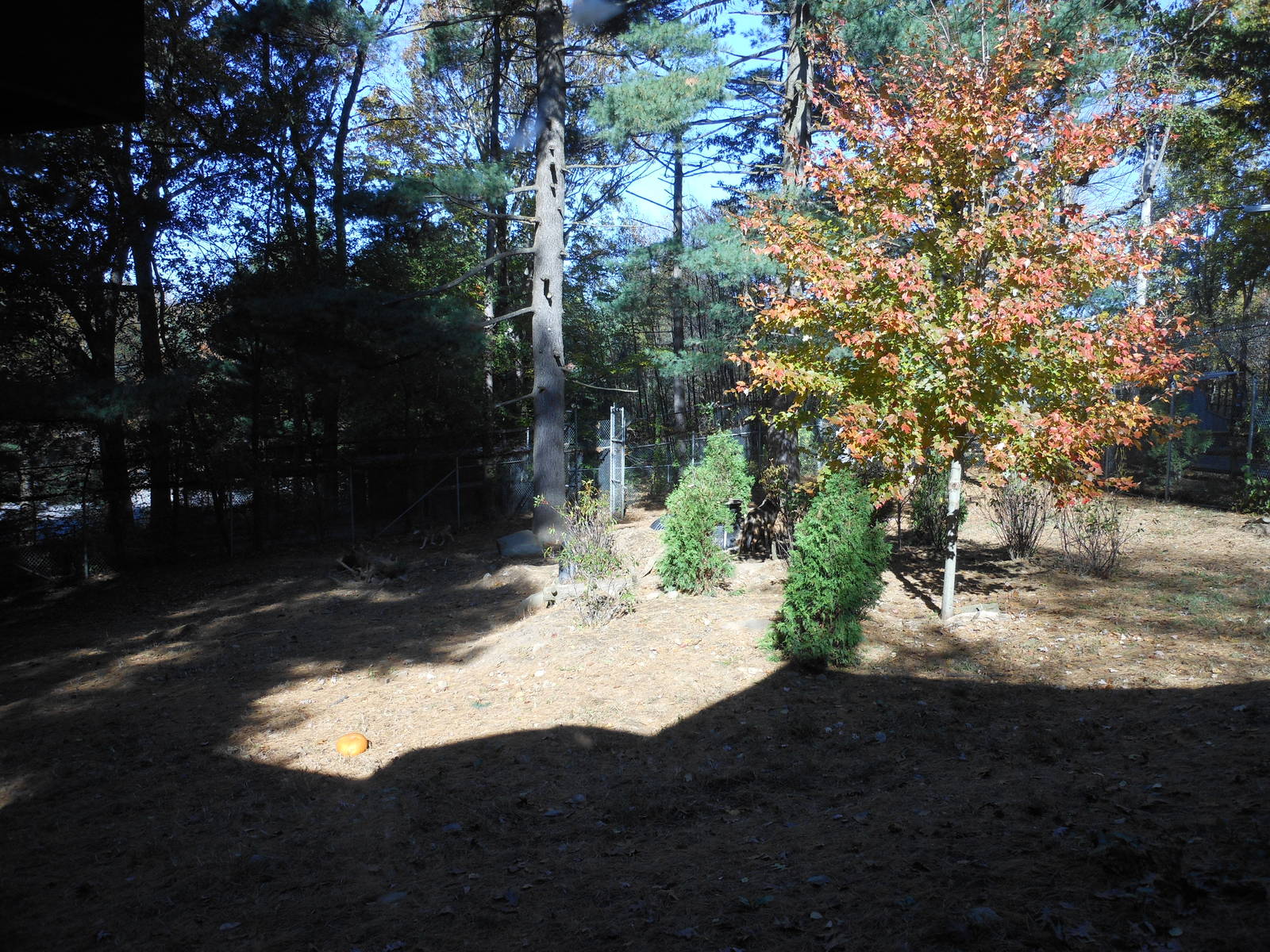 Beardsley Zoo- WOLF- Red Wolf Exhibit