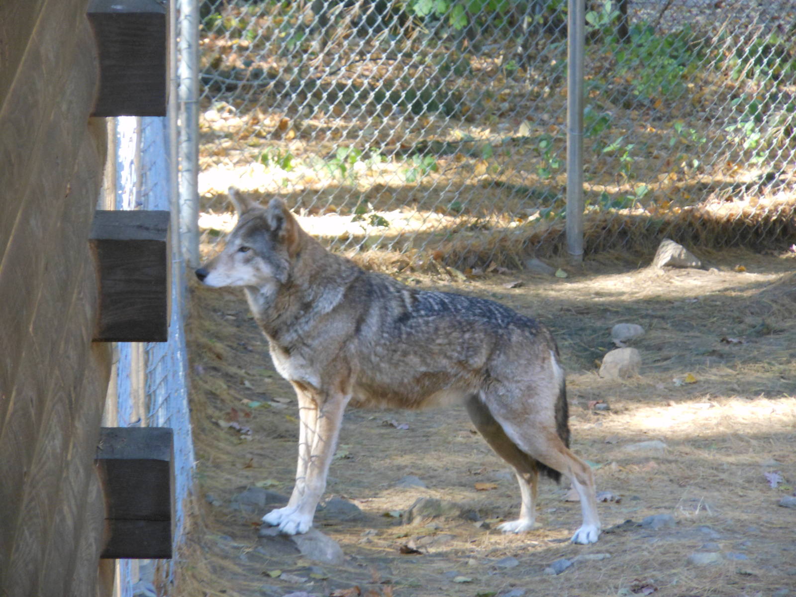 Beardsley Zoo- WOLF- Red Wolf