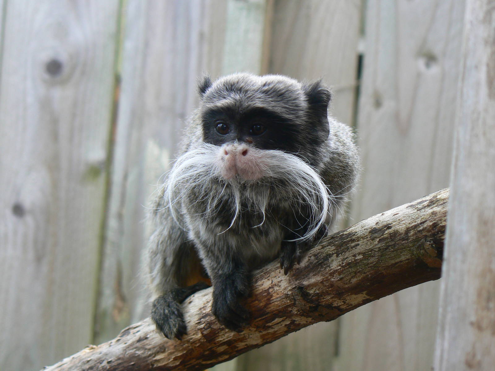 Beareded Emperor Tamarin - 6 August 2016, Kirkley Hall Zoological Gardens