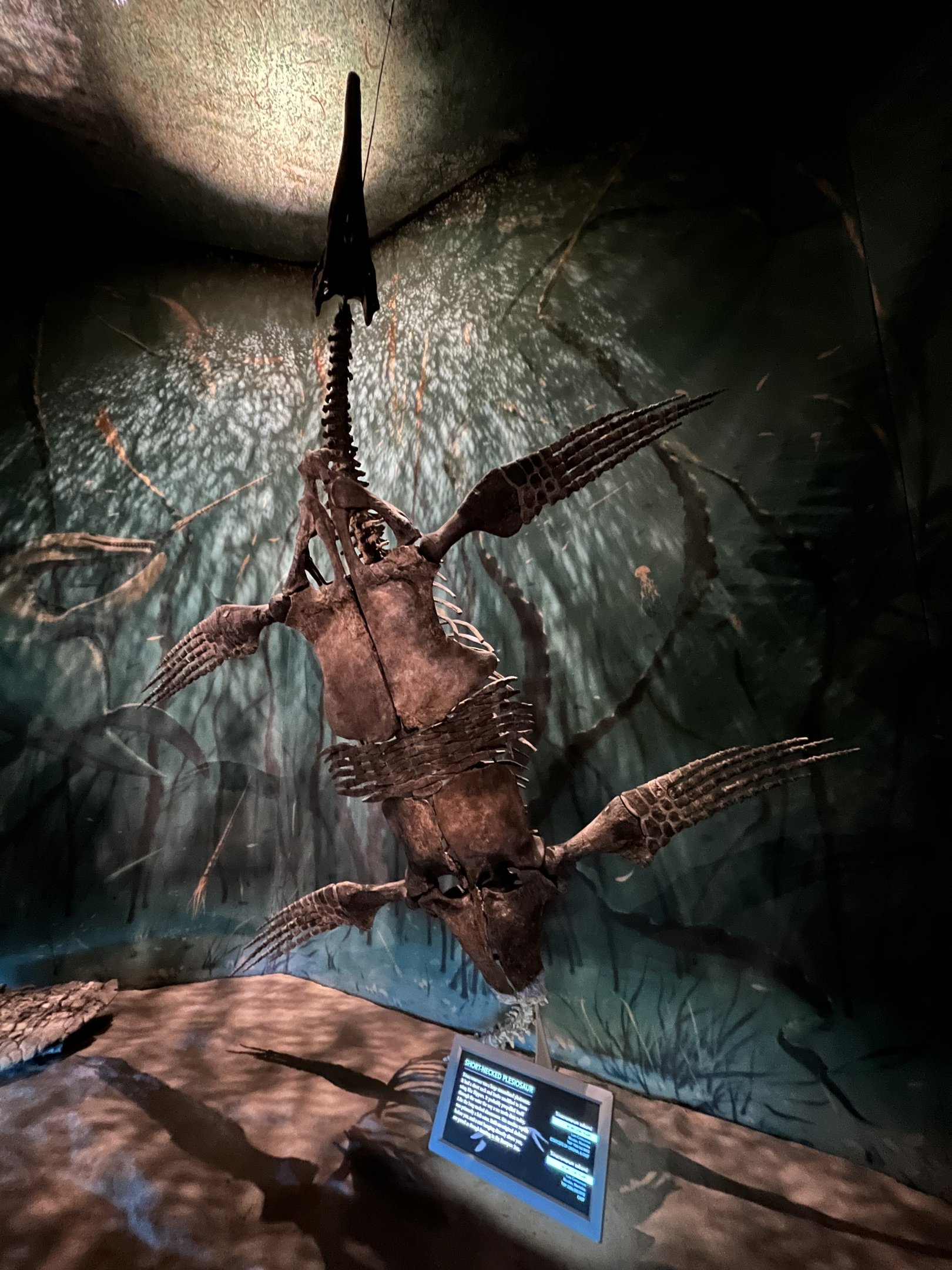 Bearpaw Sea - Short-necked Pleiosaur