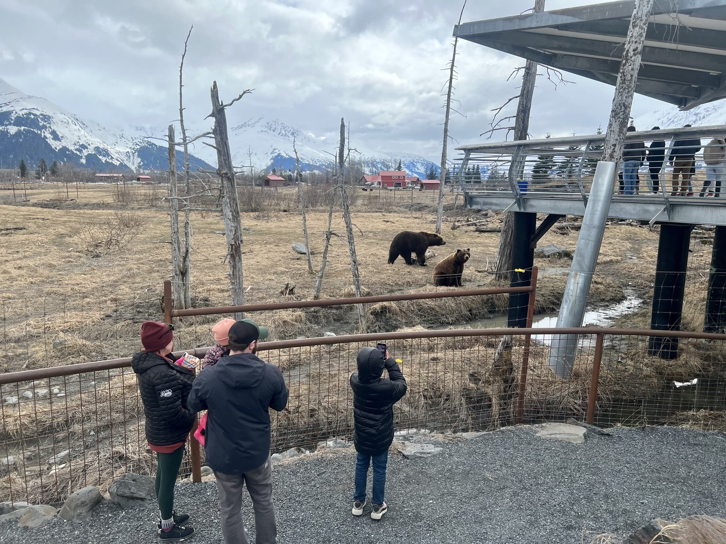 Bears about to be fed salmon and green vegetables.