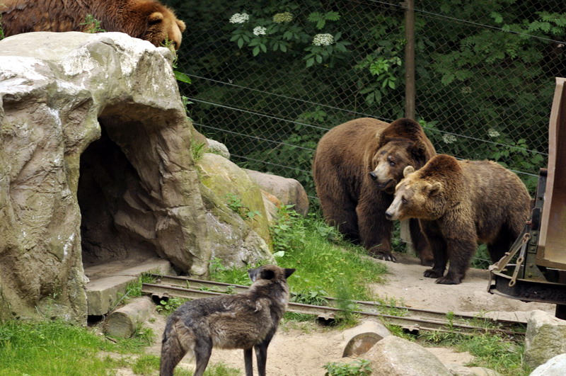 Bears and wolf at Lüneburger Heide.