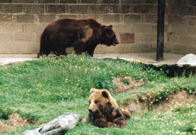 Bears - Around 1990