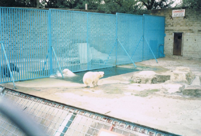 Bears at Flamingo Land. 1990