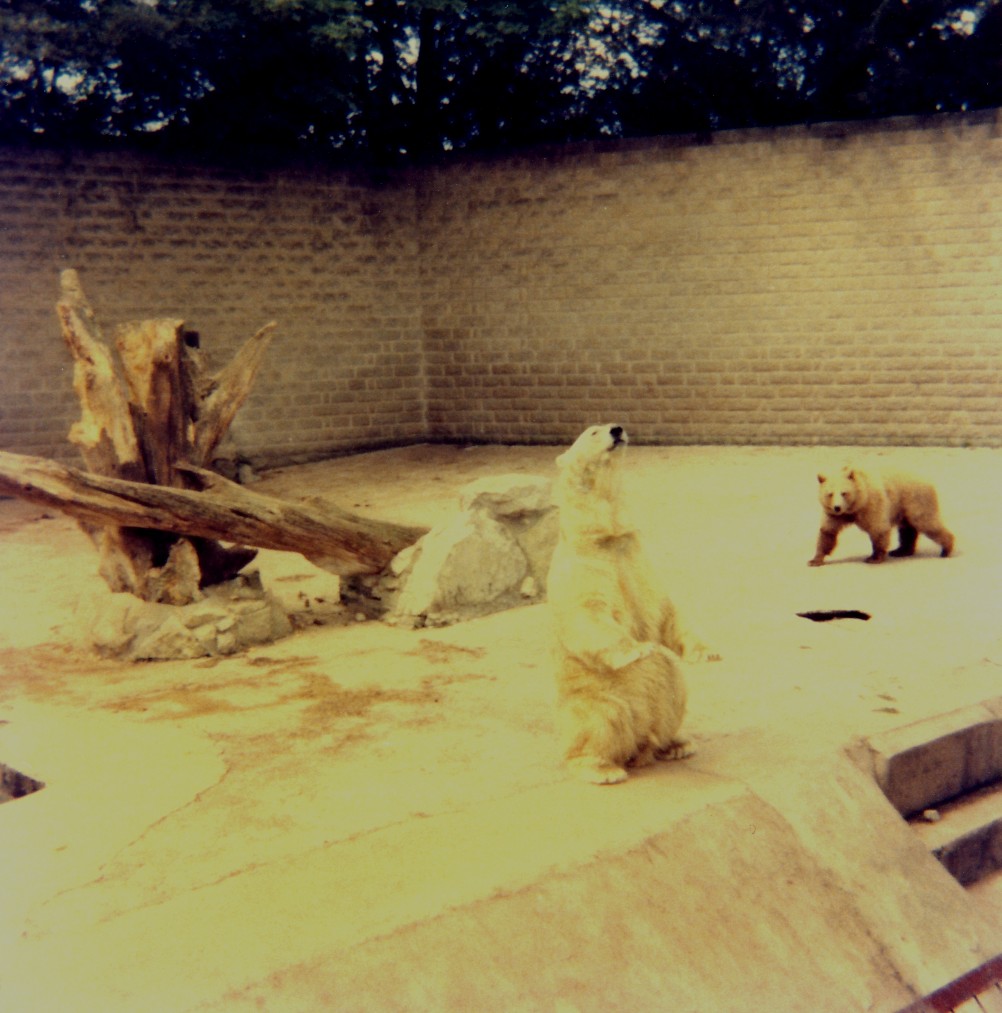 Bears at Flamingo Land - Mid 1970's