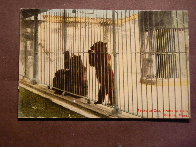 Bears at Franklin Park Zoo