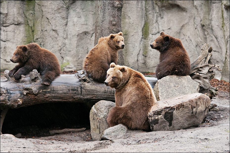 Bears at Hamburg