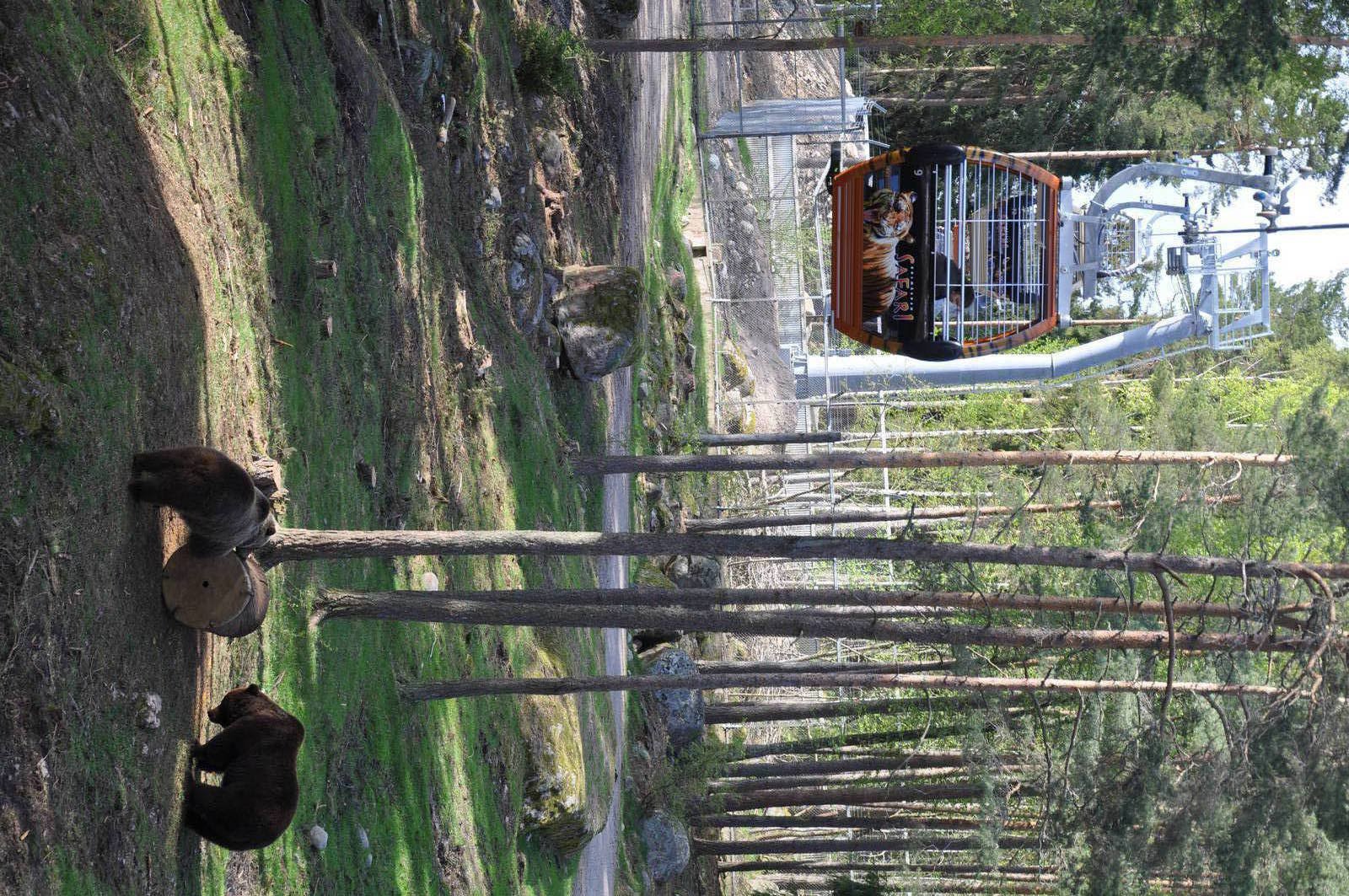 Bears at Kolmården Safari