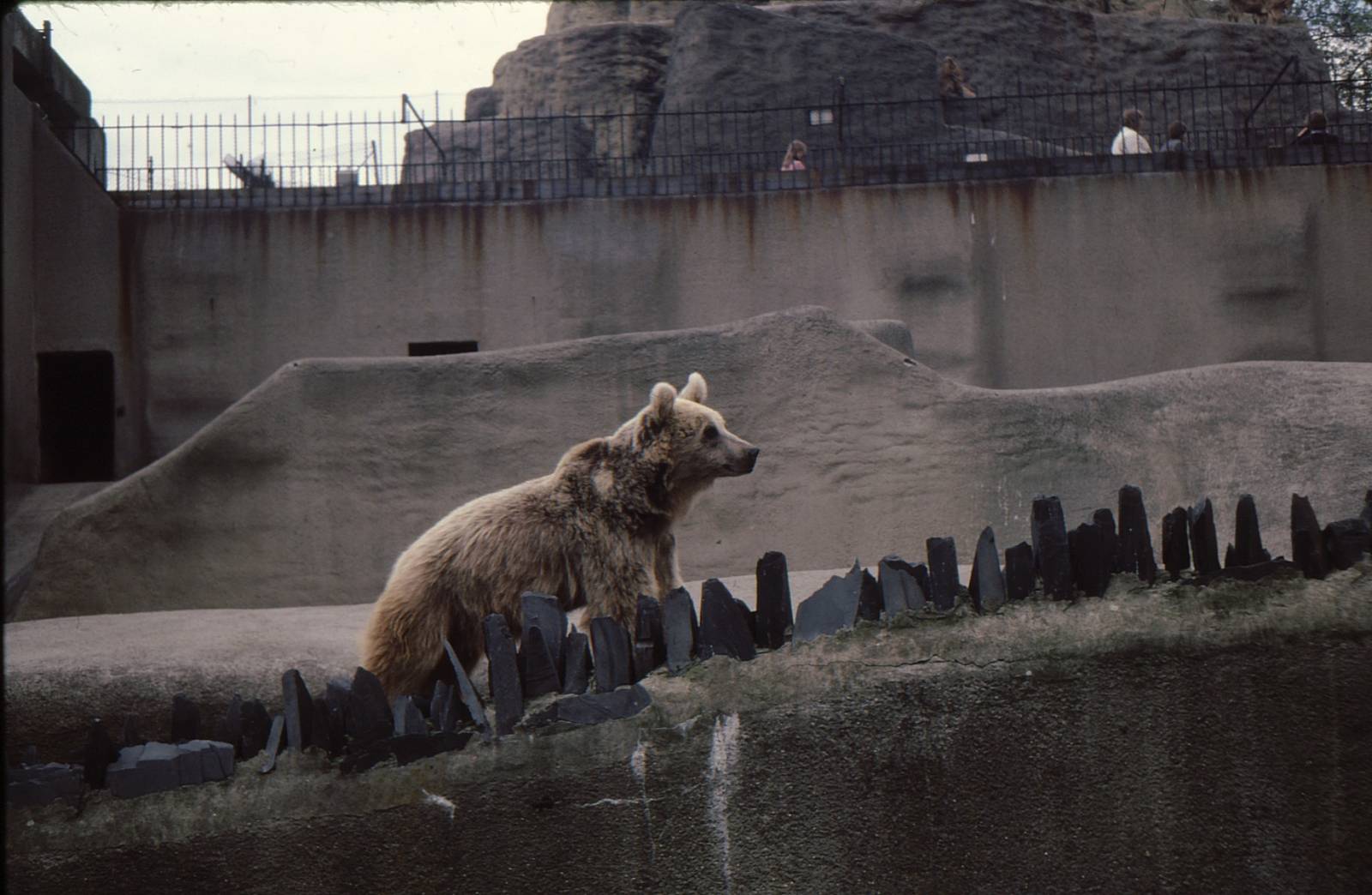 Bears at London Zoo Early 1980's