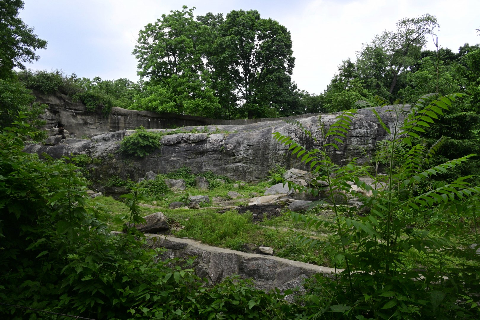 Bears - Brown Bear (Ursus arctos) Exhibit
