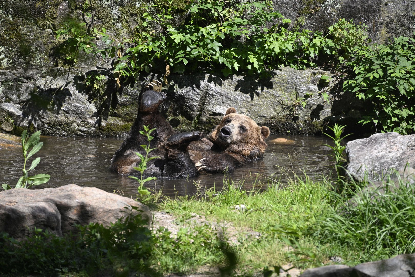 Bears - Brown Bear (Ursus arctos)