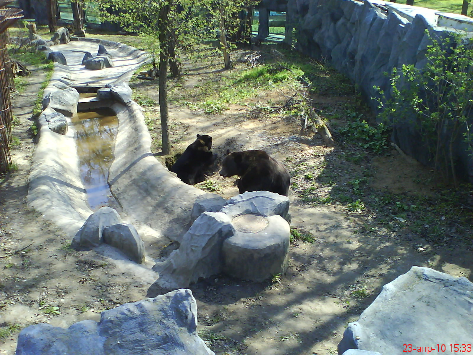 Bear's den inside enclosure