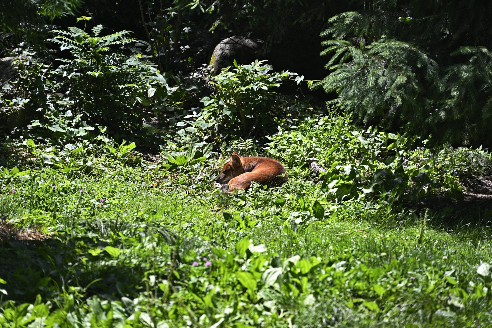 Bears - Dhole (Cuon alpinus)