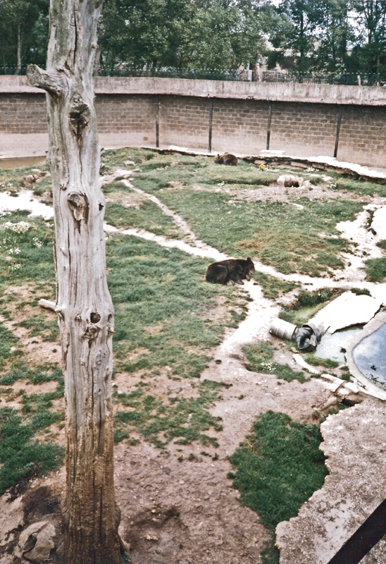 Bears Exhibit - Around 1990