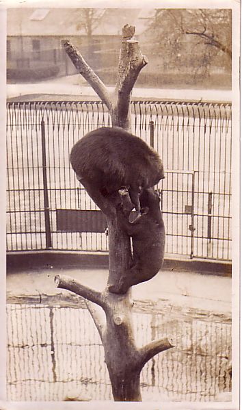 Bears Fighting for Tree Trunk