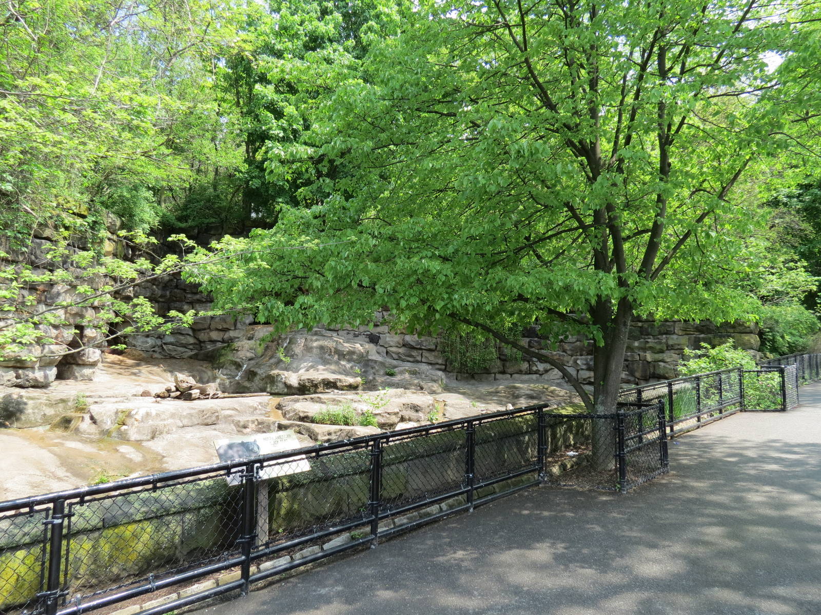 Bears - Fourth Grotto - American Black Bear Exhibit