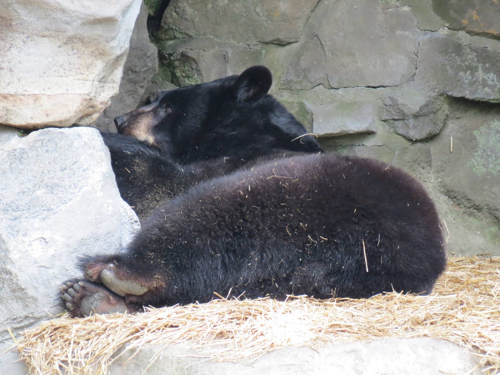 Bears - Fourth Grotto - American Black Bear Exhibit
