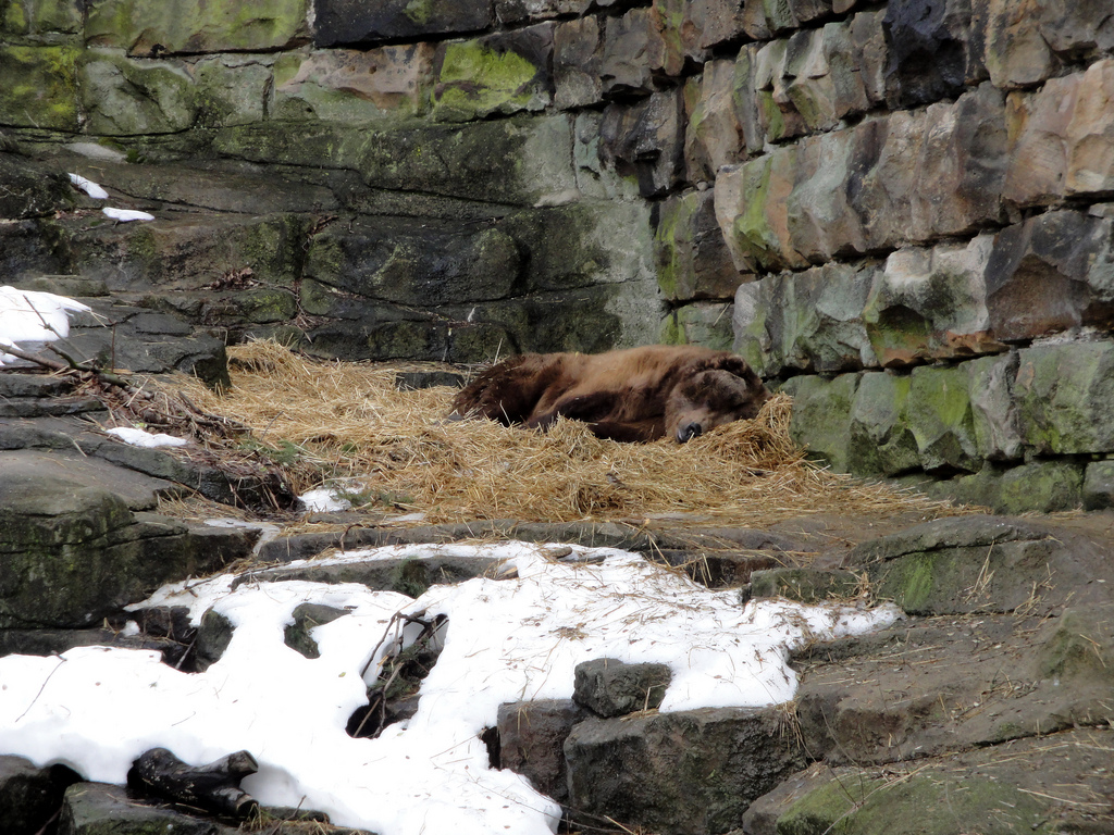 Bears - Grizzly Bear