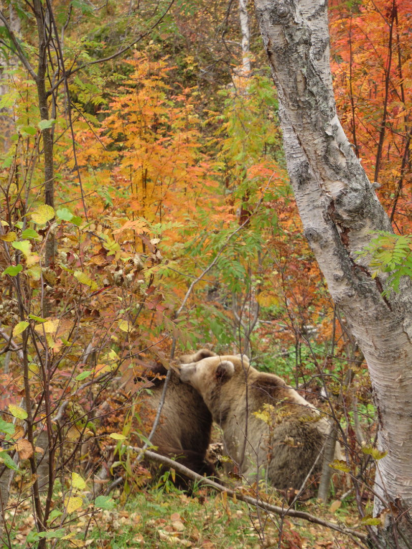 Bears in autumn woodland