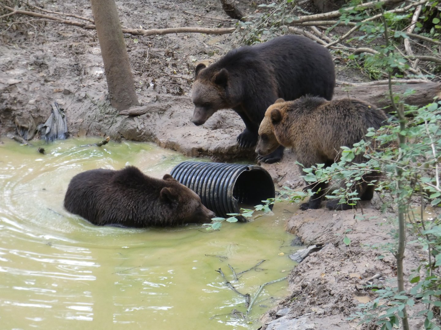 Bears in pool