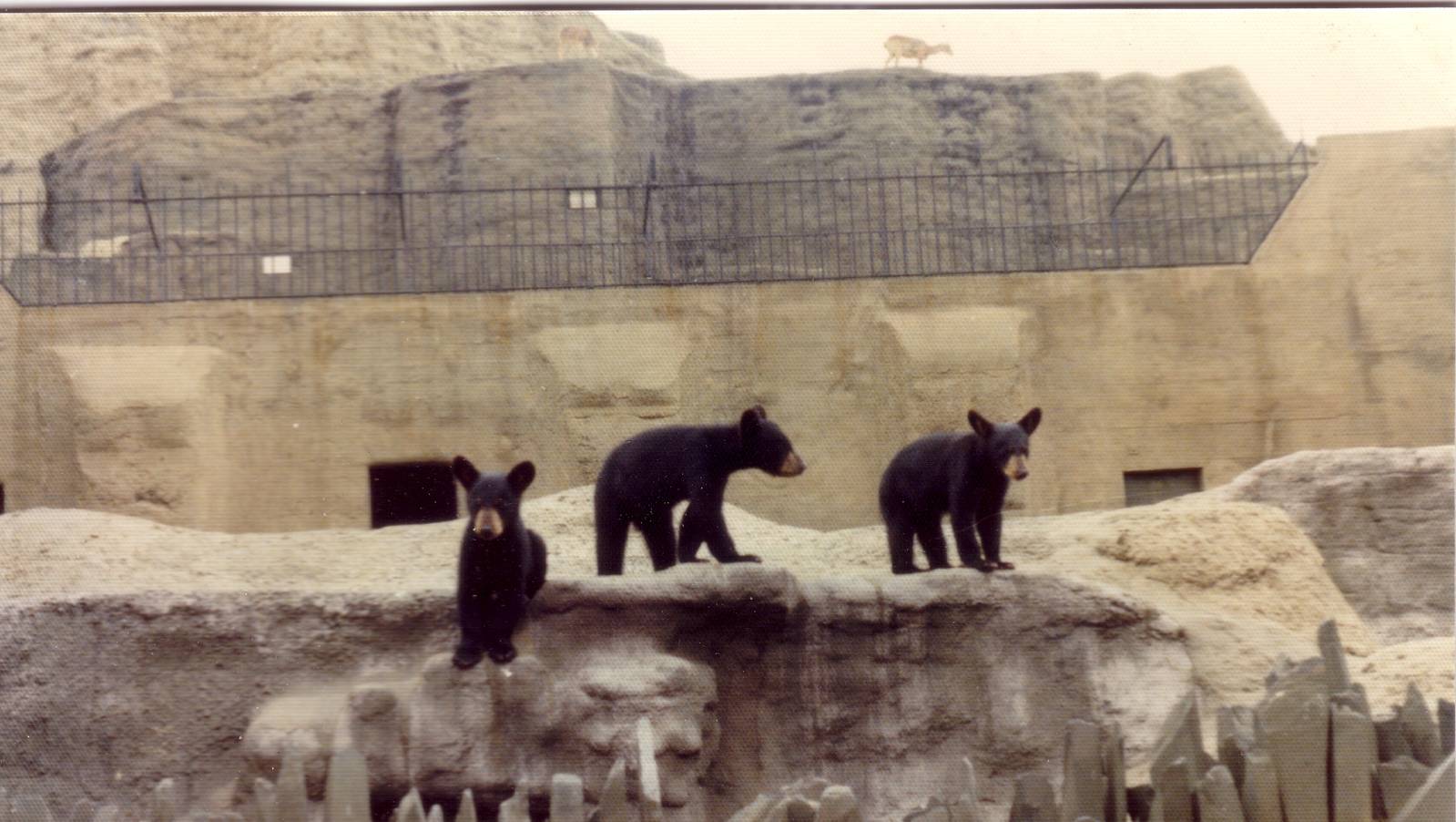 Bears, July 1975