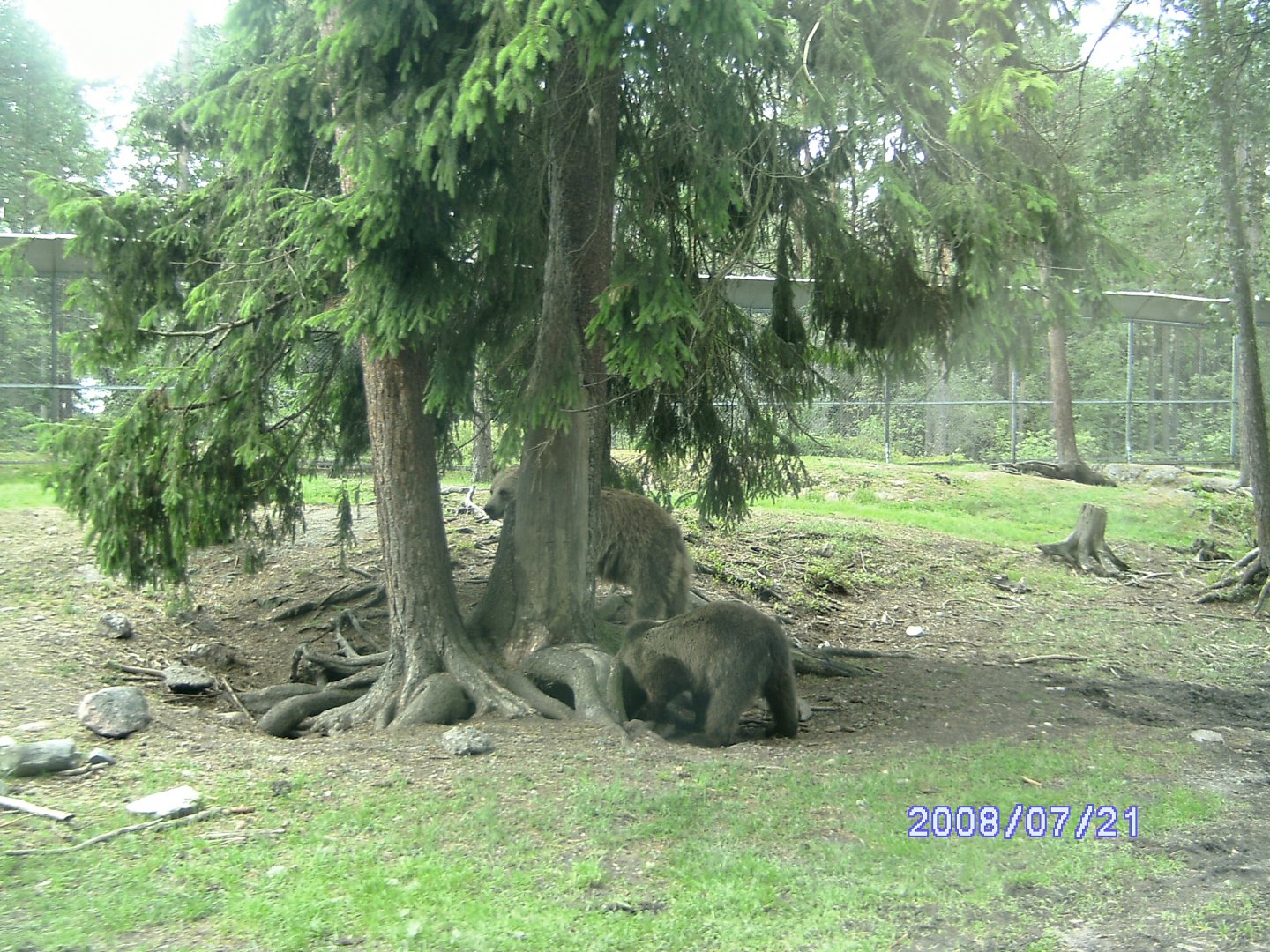 Bears, Kolmården "Safari" (2008)