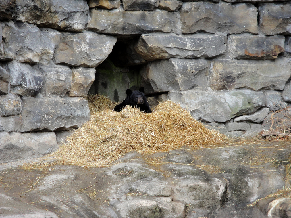Bears - North American Black Bear