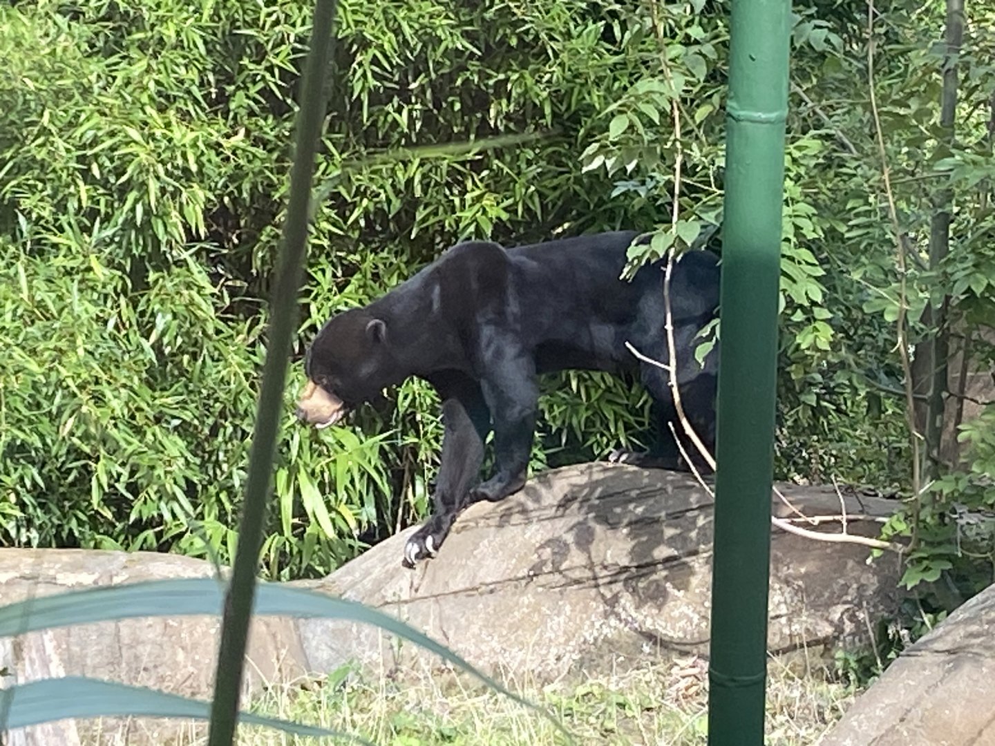 Bears of the Rising Sun - Malayan sun bear 110925