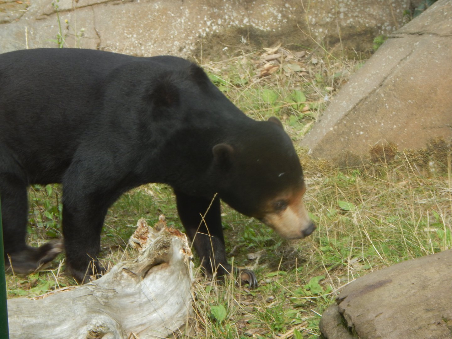 Bears of the Rising Sun - Malayan sun bear 110925