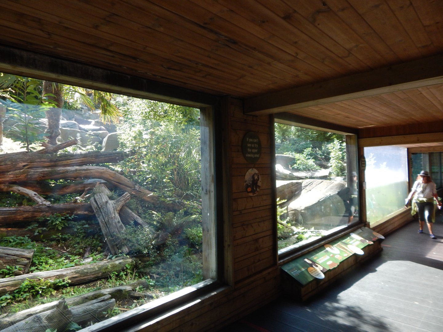 Bears of the Rising Sun - Malayan sun bear enclosure 110925