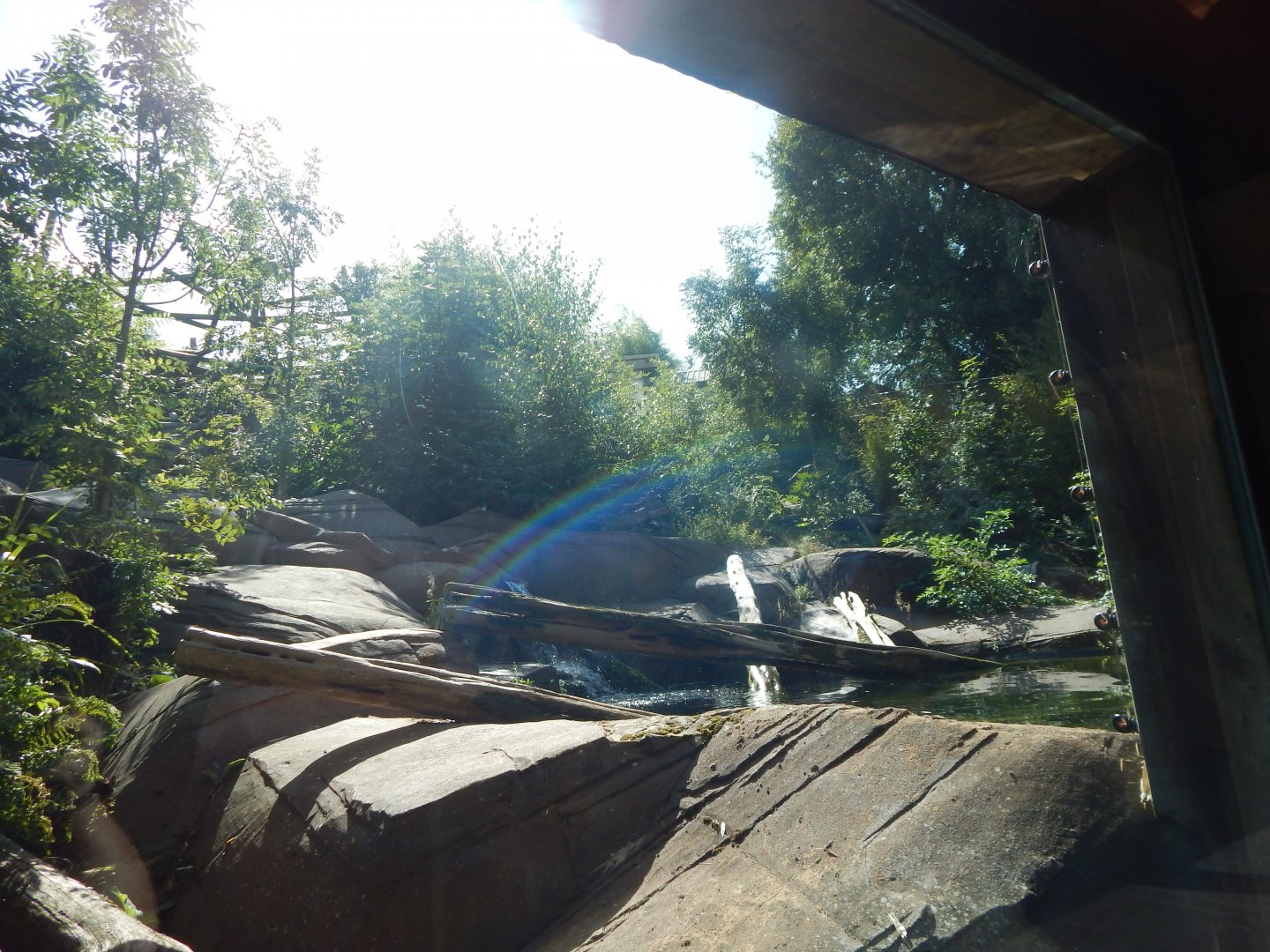 Bears of the Rising Sun - Malayan sun bear enclosure 110925